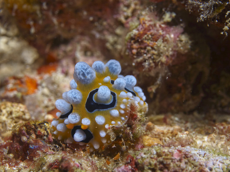Wart slug, Wreck Point